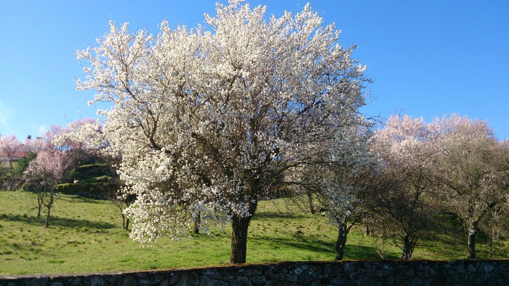 Flor Do Douro - Comercio E Hotelaria, Lda Miranda do Douro Eksteriør bilde